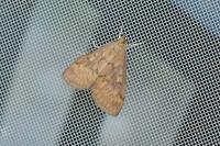Ostrinia nubilalis