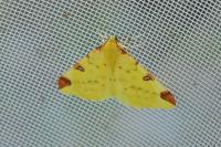 Opisthograptis luteolata