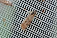 Homoeosoma sinuella