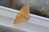 Watsonalla binaria