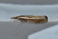 Agriphila tristella