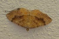 Camptogramma bilineata