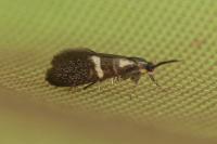 Dasycera oliviella