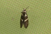 Dasycera oliviella