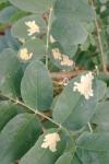 Parectopa robiniella