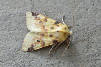 Cirrhia icteritia