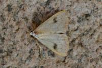 Rivula sericealis