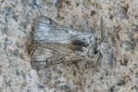 Trichiura crataegi