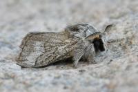 Trichiura crataegi