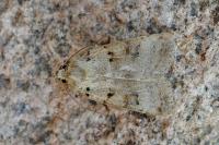Eugnorisma depuncta