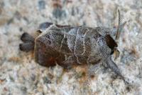 Clostera pigra