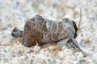 Clostera pigra