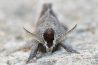 Clostera pigra