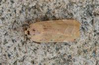 Noctua fimbriata