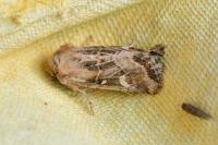 Luperina dumerilii