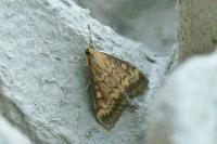 Ostrinia nubilalis
