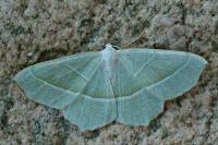 Campaea margaritaria