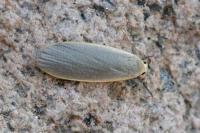 Collita griseola