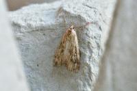 Parapoynx stratiotata