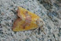 Atethmia centrago