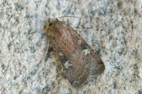 Xestia xanthographa