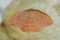 Watsonalla binaria