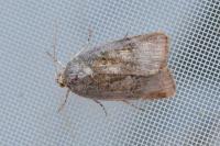 Noctua janthe/janthina