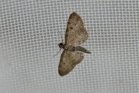 Eupithecia virgaureata