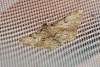 Peribatodes rhomboidaria rhomboidaria