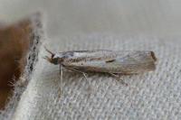 Agriphila geniculea/inquinatella