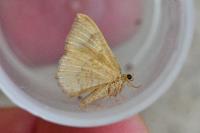 Camptogramma bilineata