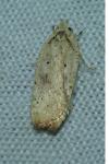 Agonopterix nervosa