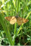 Ematurga atomaria