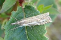 Crambus lathoniellus