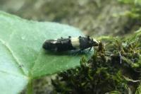 Recurvaria leucatella