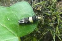Recurvaria leucatella