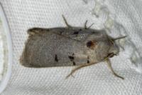 Eugnorisma glareosa