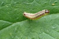 Acrobasis advenella