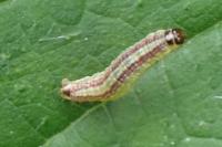 Acrobasis advenella