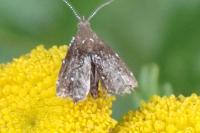 Anthophila fabriciana