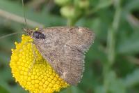 Pyrausta despicata despicata