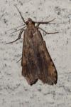 Nomophila noctuella