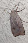 Noctua pronuba
