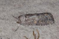 Spodoptera exigua