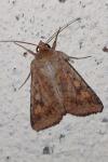 Helicoverpa armigera