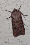Agrotis segetum