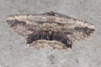 Menophra abruptaria