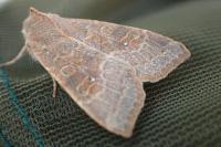 Cirrhia ocellaris