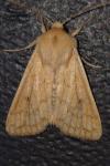 Mythimna vitellina
