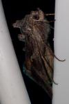 Autographa gamma